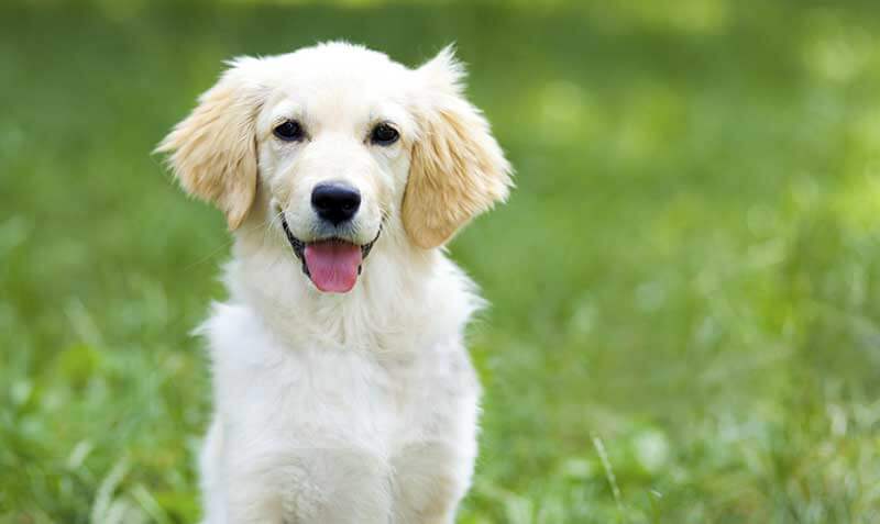 Puppy Basic Training