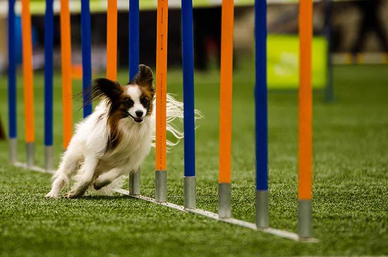 Agility Classes - Twin Cities Obedience 