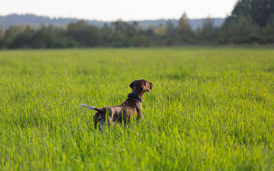 Gundog Workshop is positively different