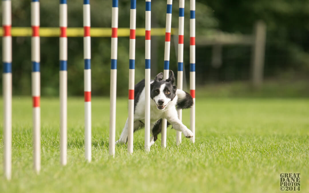 Abbey weaves in agility
