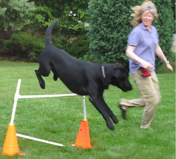 Agility Moves: A Dancer's Approach - Twin Cities Obedience Training Club