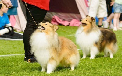 NEW CLASS! Conformation classes are now being offered!