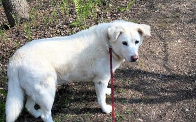 TCOTC offers lifelong opportunities for you and your dog