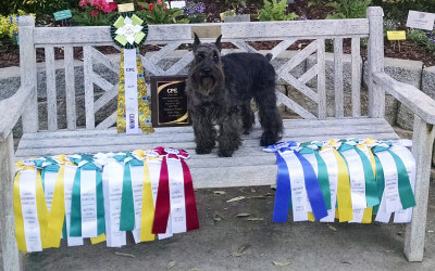 Staff Spotlight: Katie Brittan’s road trip with Rico