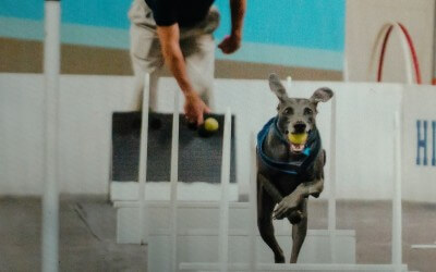 High Spirits Flyball Team Promotes Community at TCOTC