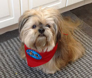 Bamse gets a job — as a Therapy Dog!