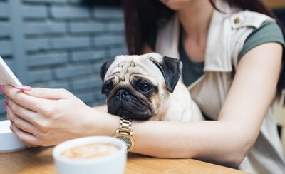 New class: K9 Companion