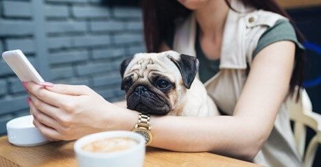 Pug and owner in cafe