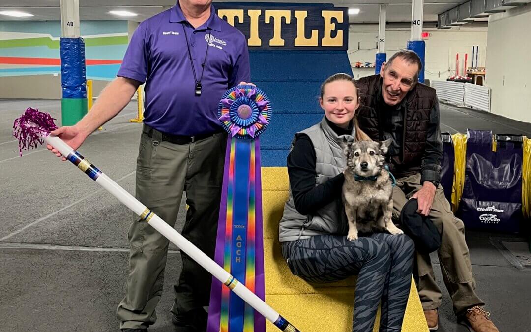 Junior handler Ava Gardner earns Agility Grand Championship
