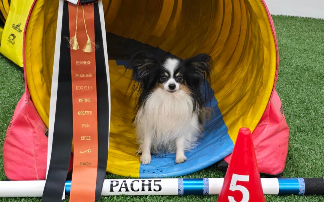 Lisa Nawrocki named Agility Department Head