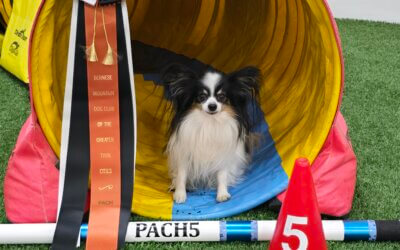 Lisa Nawrocki named Agility Department Head