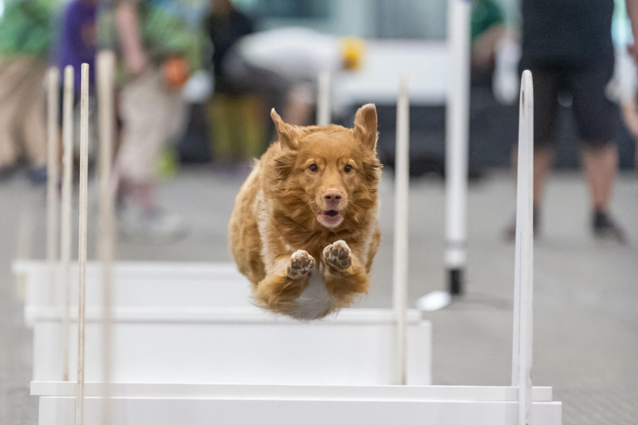 Flyball 1