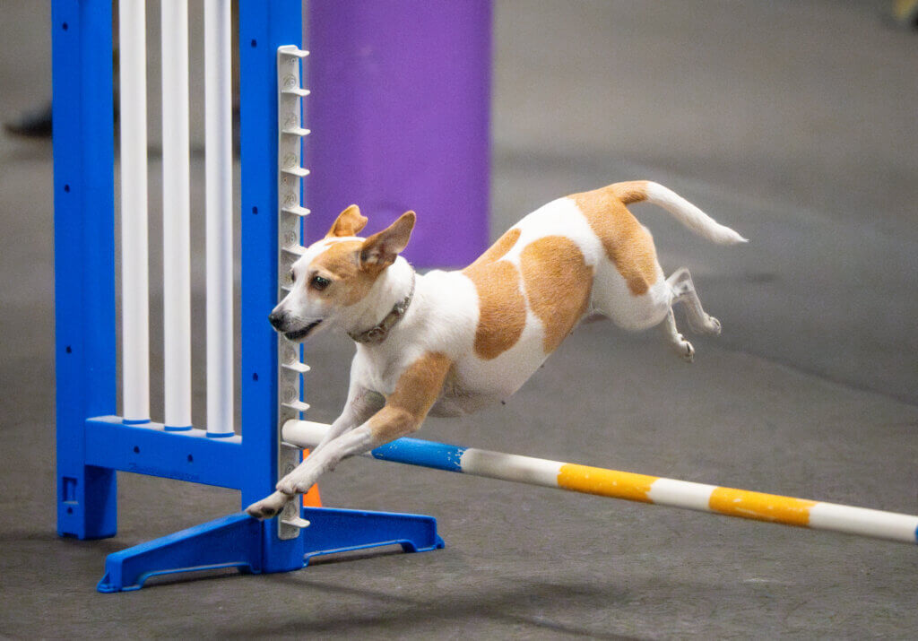 Dog taking agility jump
