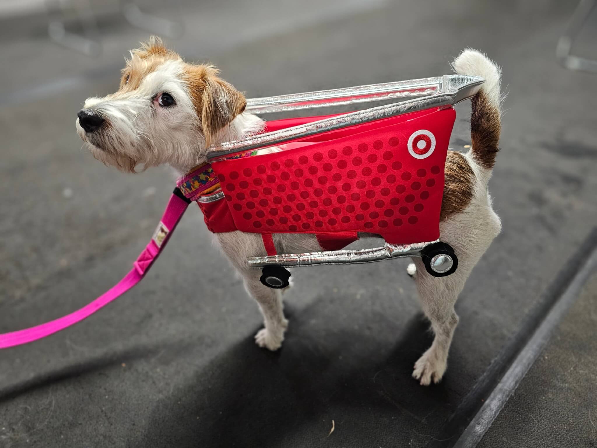 Dog in Target shopping cart costume