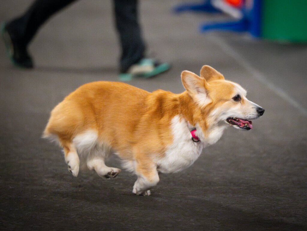 Corgi running agility
